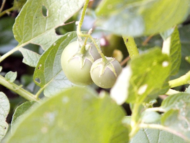 Herkes domates sanmıştı, zehirli patates olduğu anlaşıldı