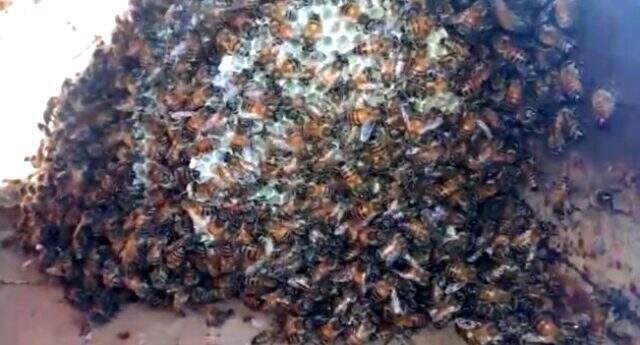 Kazayla su borusunu kıran çiftçi içindeki arıları görünce şaşkına döndü Kazayla su borusunu kıran çiftçi içinden çıkanları görünce şaşkına döndü