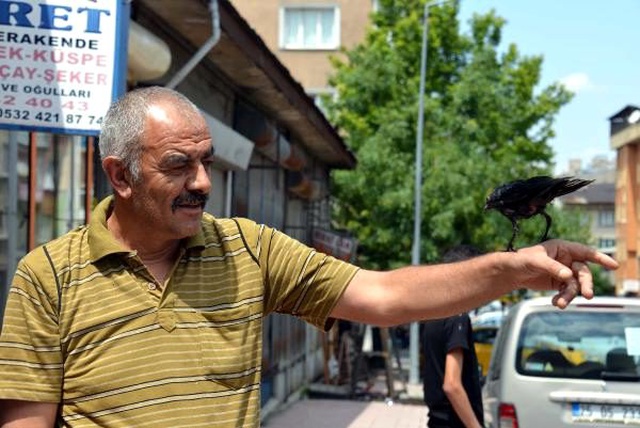 Kediden kurtarıp, bakımını yaptığı yavru karga yanından ayrılmıyor