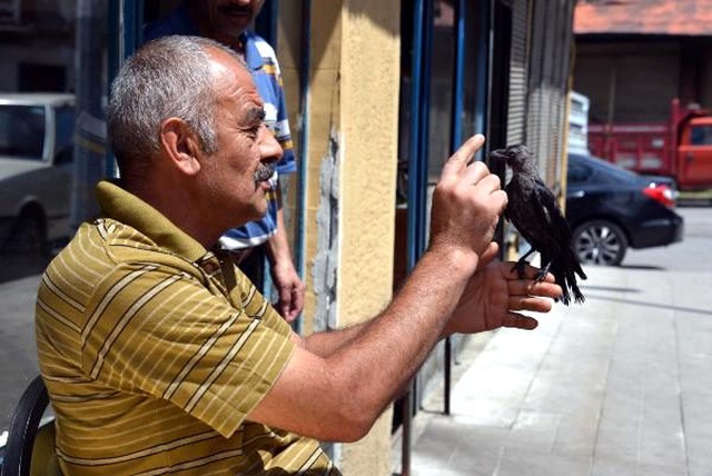 Kediden kurtarıp, bakımını yaptığı yavru karga yanından ayrılmıyor
