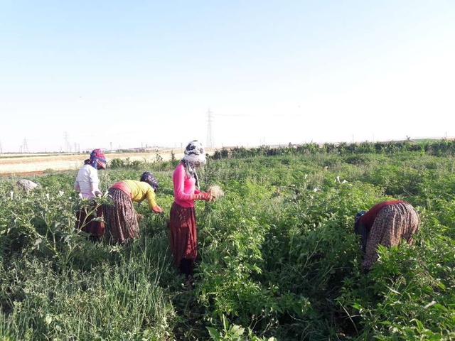 Yeşil soğanın çuvalı tarlada 5, halde 100 lira