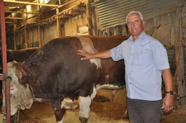 1,5 tonluk kurbanlık boğa, traktör ile takas edilecek