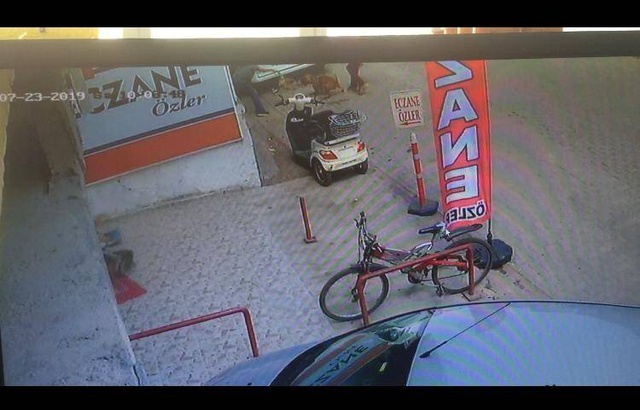 Hamile kediyi pitbulun ağzına böyle attı! Saniyeler içinde parçaladı