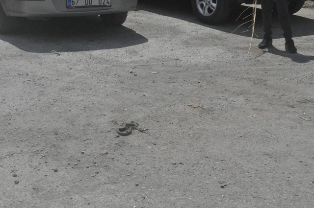Mahalle arasında ezilmiş halde bulunan 3 metrelik su yılanı korku yarattı