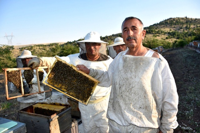 Arı zehrinin kilosu 500 bin liraya satılıyor