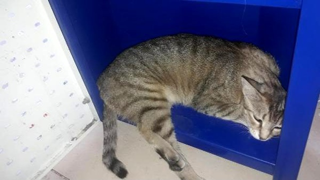 Pitbull cinsi köpeğe hamile kediyi parçalatan üç çocuk yakalandı