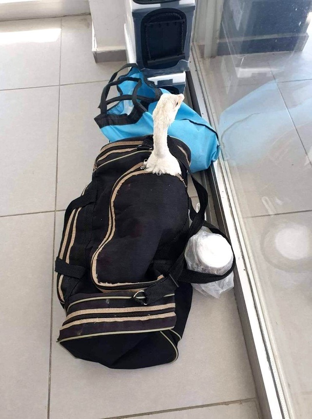 Bursa'da bir otobüsün içinde unutulan valizin içinden kaz çıktı