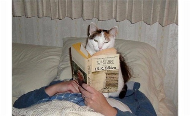 İnsanların Yaşam Alanlarına Saygısı Olmayan 10 Kedi