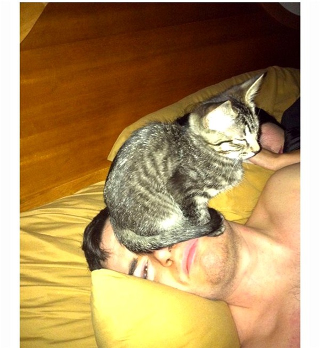 İnsanların Yaşam Alanlarına Saygısı Olmayan 10 Kedi