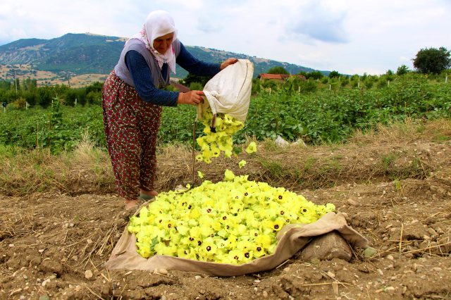 Amasya'nın tescilli çiçek bamyası, bölge insanı tarafından çeyrek altın olarak değerlendiriliyor