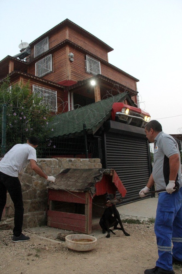 Adana'da polis, pitbullarla korunan şatoya veteriner yardımıyla girdi