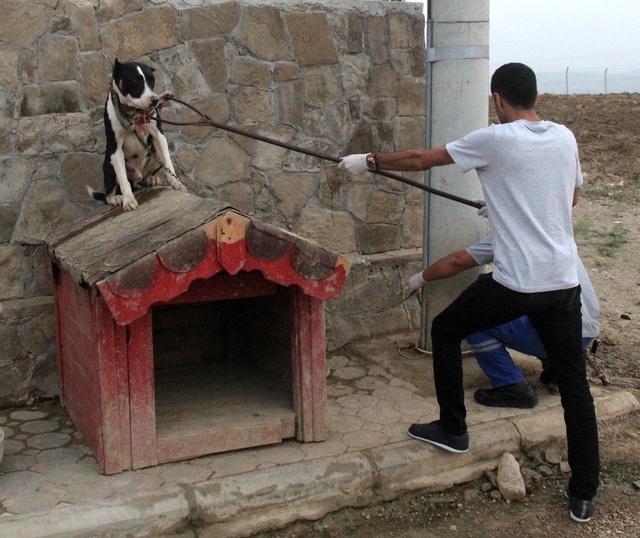 Adana'da polis, pitbullarla korunan şatoya veteriner yardımıyla girdi