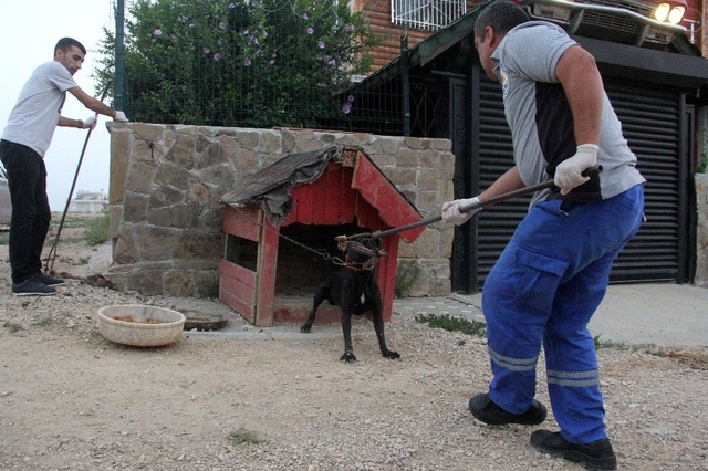 Adana'da polis, pitbullarla korunan şatoya veteriner yardımıyla girdi