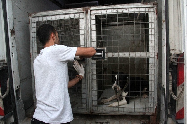 Adana'da polis, pitbullarla korunan şatoya veteriner yardımıyla girdi