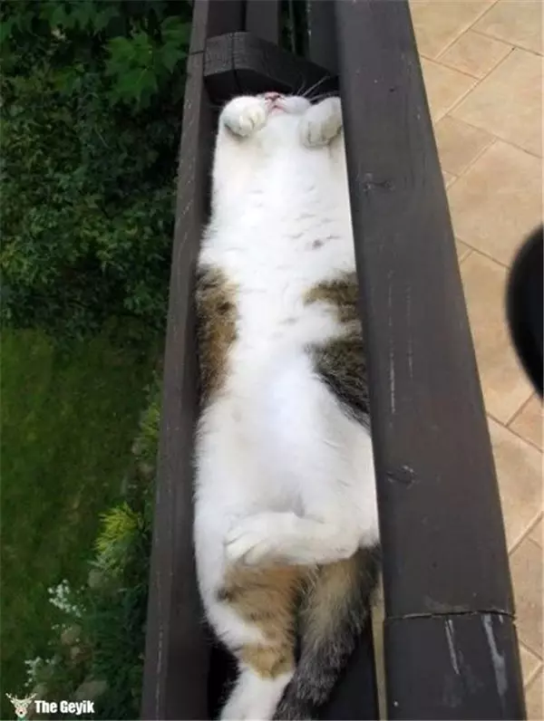 Kedilerin Her Yerde ve Her Koşulda Uyuyabildiğinin 15 Kanıtı