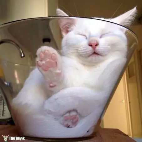 Kedilerin Her Yerde ve Her Koşulda Uyuyabildiğinin 15 Kanıtı