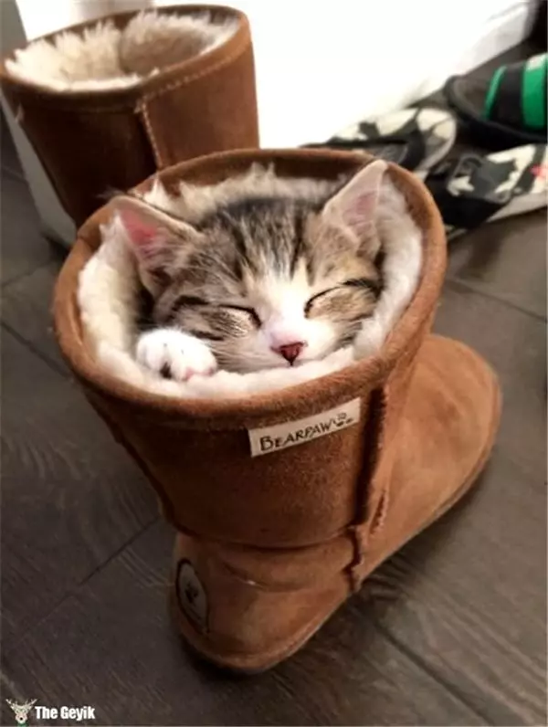 Kedilerin Her Yerde ve Her Koşulda Uyuyabildiğinin 15 Kanıtı