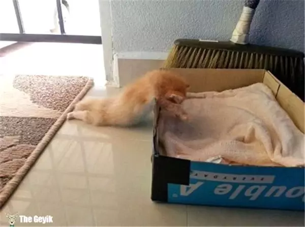 Kedilerin Her Yerde ve Her Koşulda Uyuyabildiğinin 15 Kanıtı