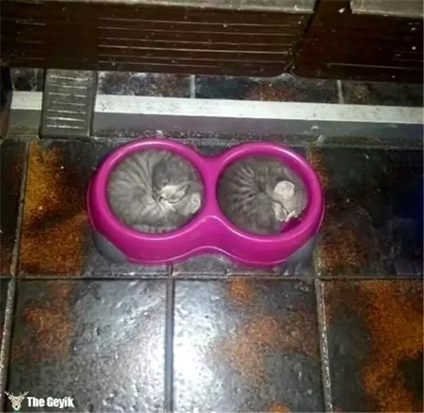 Kedilerin Her Yerde ve Her Koşulda Uyuyabildiğinin 15 Kanıtı