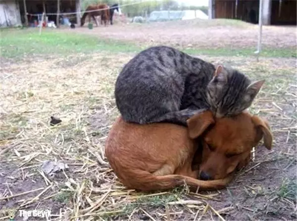 Kedilerin Her Yerde ve Her Koşulda Uyuyabildiğinin 15 Kanıtı