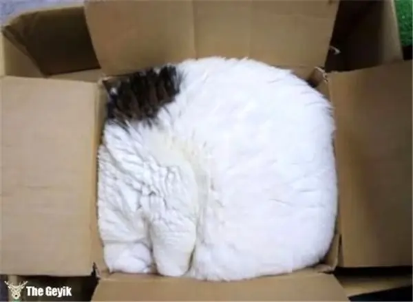 Kedilerin Her Yerde ve Her Koşulda Uyuyabildiğinin 15 Kanıtı