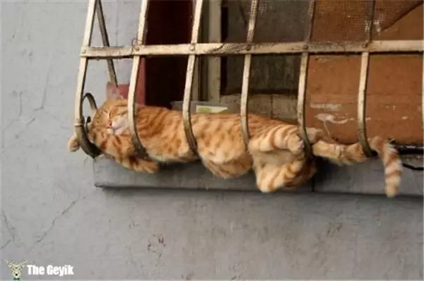 Kedilerin Her Yerde ve Her Koşulda Uyuyabildiğinin 15 Kanıtı