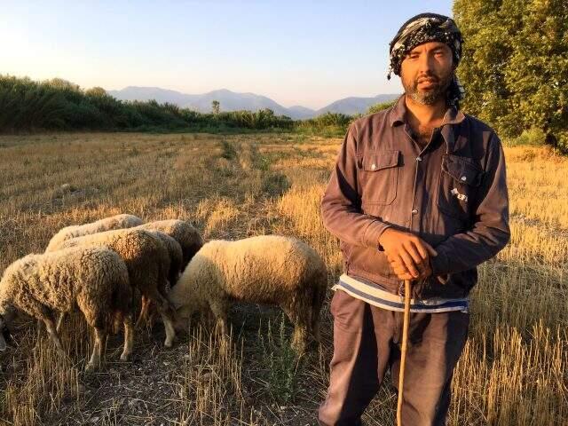 DSP Kemalpaşa Belediye Başkan Adayı siyaseti bıraktı, çobanlık yapıyor