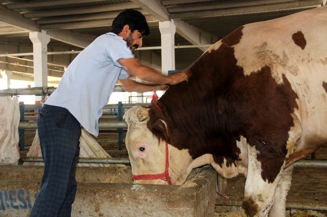 1,1 tonluk 'Paşa' 22 bin 500 TL'ye alıcısını bekliyor