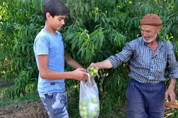 'Bayramiç beyazı' olarak bilinen nektarin üreticinin yüzünü güldürüyor