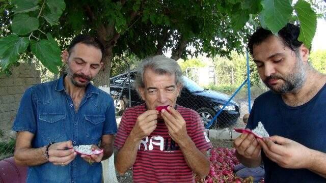 Mersin'de ejder meyvesi üretmeye başlayan üç arkadaş, ürünün tanesini 17 liradan satıyor
