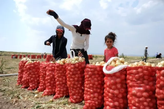 Polatlı'da yaz soğanı hasadı başladı! Çiftçiler su sıkıntısından dolayı endişeli