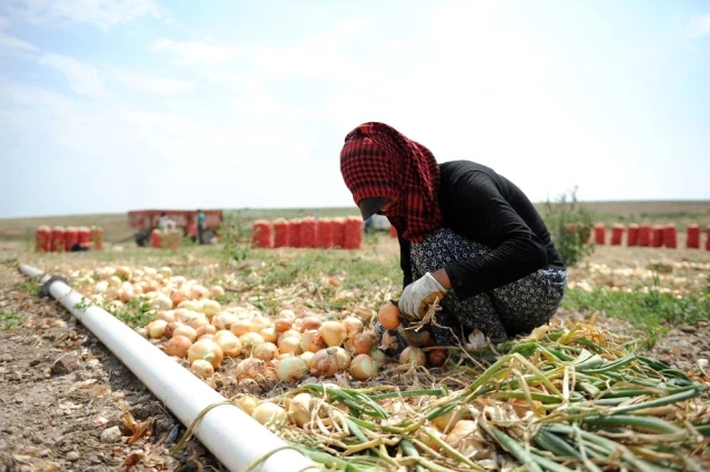 Polatlı'da yaz soğanı hasadı başladı! Çiftçiler su sıkıntısından dolayı endişeli