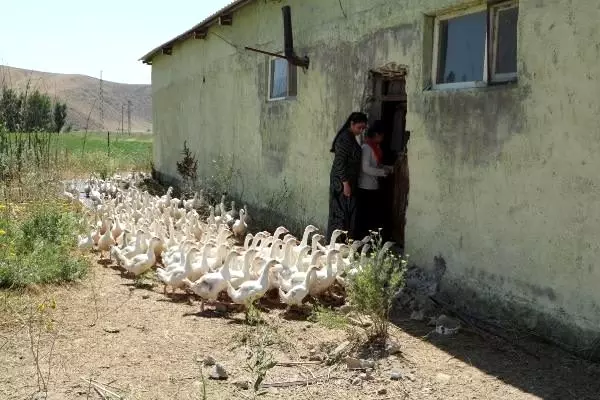 17 yaşındaki genç kız, 4 ayda kaz sayısını 3 katına çıkardı! Tanesini 100 liradan satacak