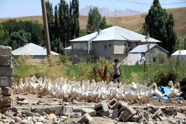 17 yaşındaki genç kız, 4 ayda kaz sayısını 3 katına çıkardı! Tanesini 100 liradan satacak