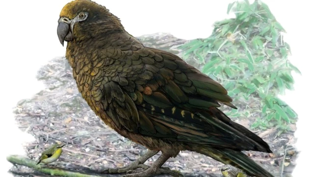 Yeni Zelanda'da 19 milyon yıl önce yaşayan bir metrelik papağan fosili bulundu
