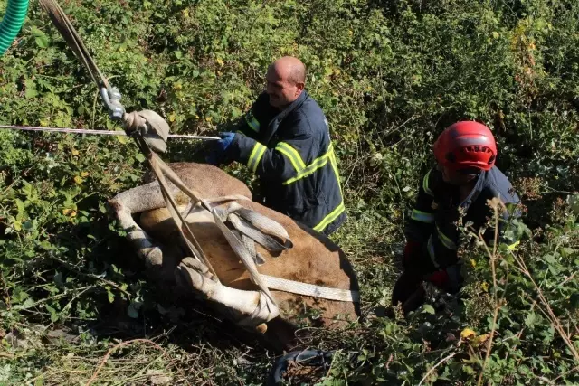 7 saat süren kaçak kurbanlık kovalamacası, hayvanın bayılmasıyla son buldu