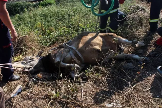7 saat süren kaçak kurbanlık kovalamacası, hayvanın bayılmasıyla son buldu