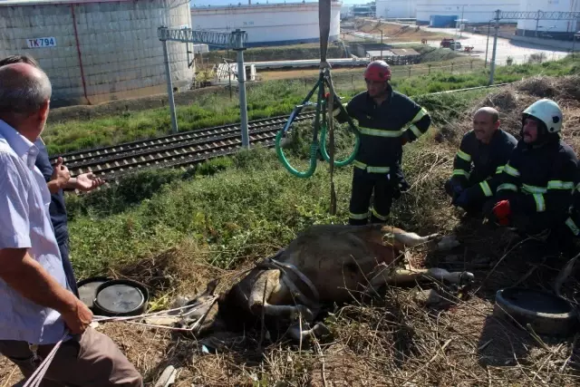 7 saat süren kaçak kurbanlık kovalamacası, hayvanın bayılmasıyla son buldu