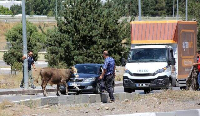Erzurum'da kaçan kurbanlık boğa güçlükle yakalandı Erzurum'da kaçan kurbanlık boğa güçlükle yakalandı