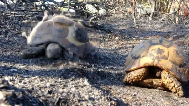 Çanakkale'deki korkutan yangın kontrol altına alındı