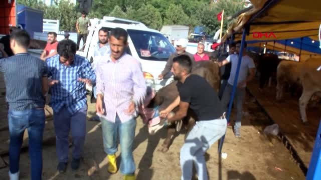 Kurban pazarında gerginlik! Zabıta ile vatandaşlar birbirine girdi