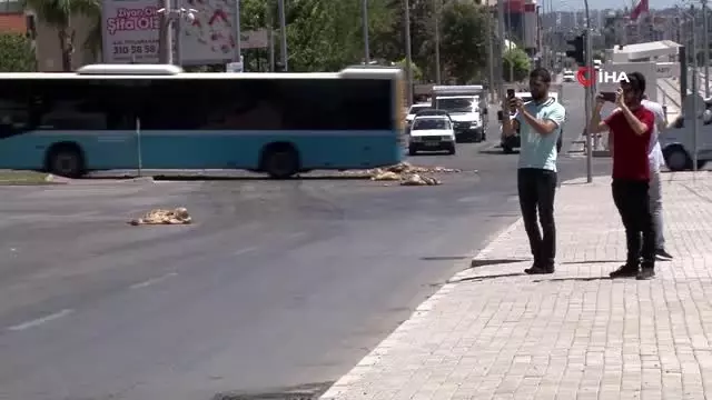 Kurbanlıklardan artakalanlar, TIR'dan caddeye döküldü