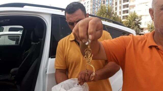 Ayakkabısını giymeye çalışan 15 yaşındaki genci akrep soktu Herkesin korkulu rüyası! Ayakkabısını giymeye çalışan 15 yaşındaki genci akrep soktu