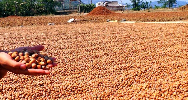 TMO fındık bedellerini 20 gün içinde ödeyecek