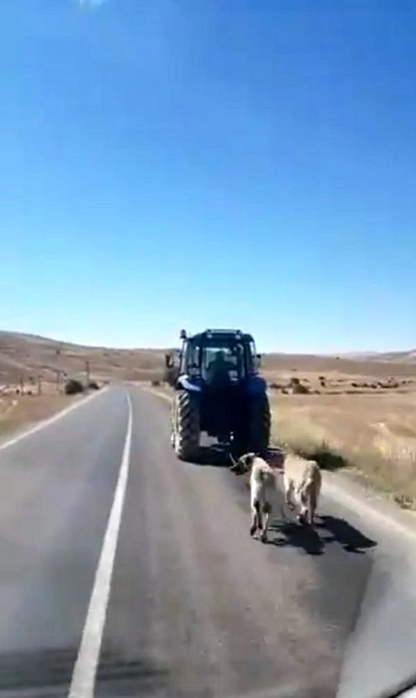 Cani adam kangal köpeklerini zincirle traktöre bağlayıp koşturdu! Olay cep telefonu kamerasına yansıdı