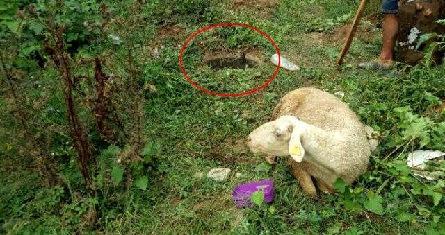 Kaçan kurbanlık koyun 9 gün sonra bulundu Kaçan kurbanlık koyun 9 gün sonra bulundu