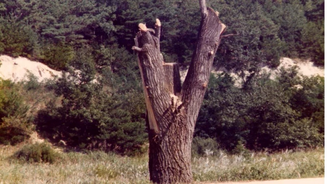 Kore sınırında 43 yıl önce neredeyse savaş çıkartan ağaç budaması