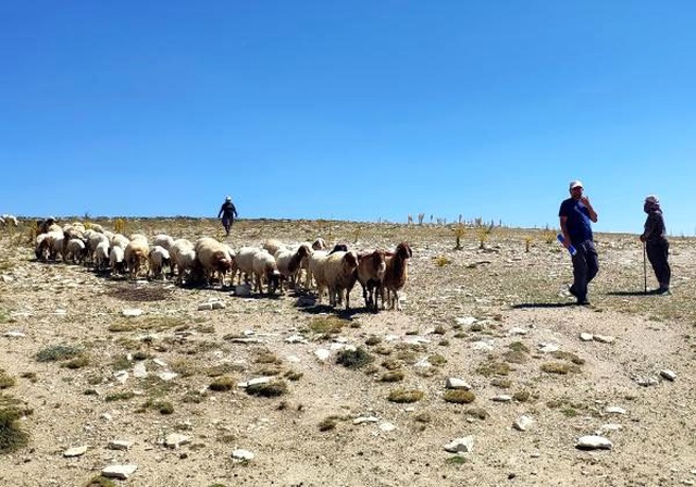 Deri peynirinin kilosu 60 liradan satılıyor