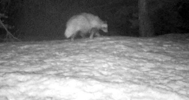 Türkiye'de ilk defa rakun köpeği görüldü