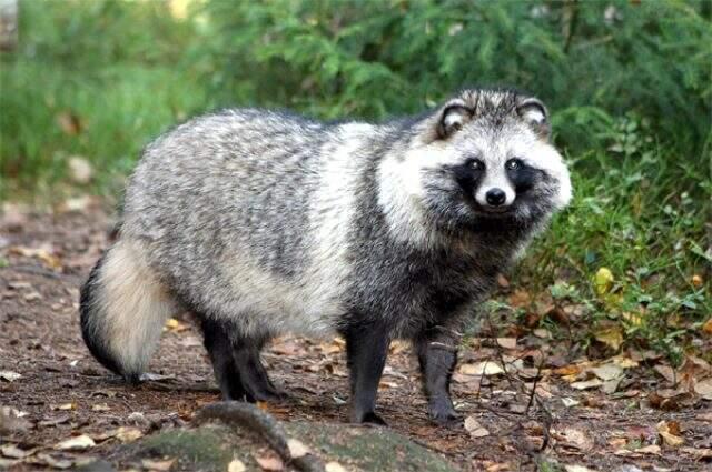 Türkiye'de ilk defa rakun köpeği görüldü